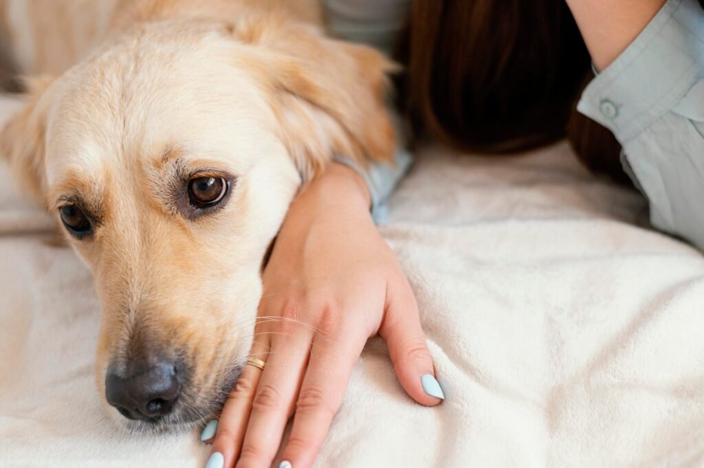 Pet Allergy Symptoms: How to Identify and Help Your Allergic Pet