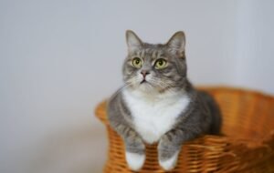 Why Spaying Your Cat is a Smart Choice: Benefits for Her Health and Your Home