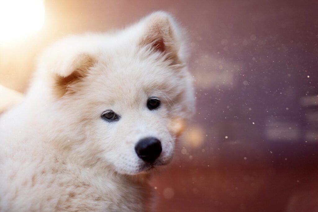 What Causes Heartworms in Dogs? Keep Your Pup Healthy with These Tips