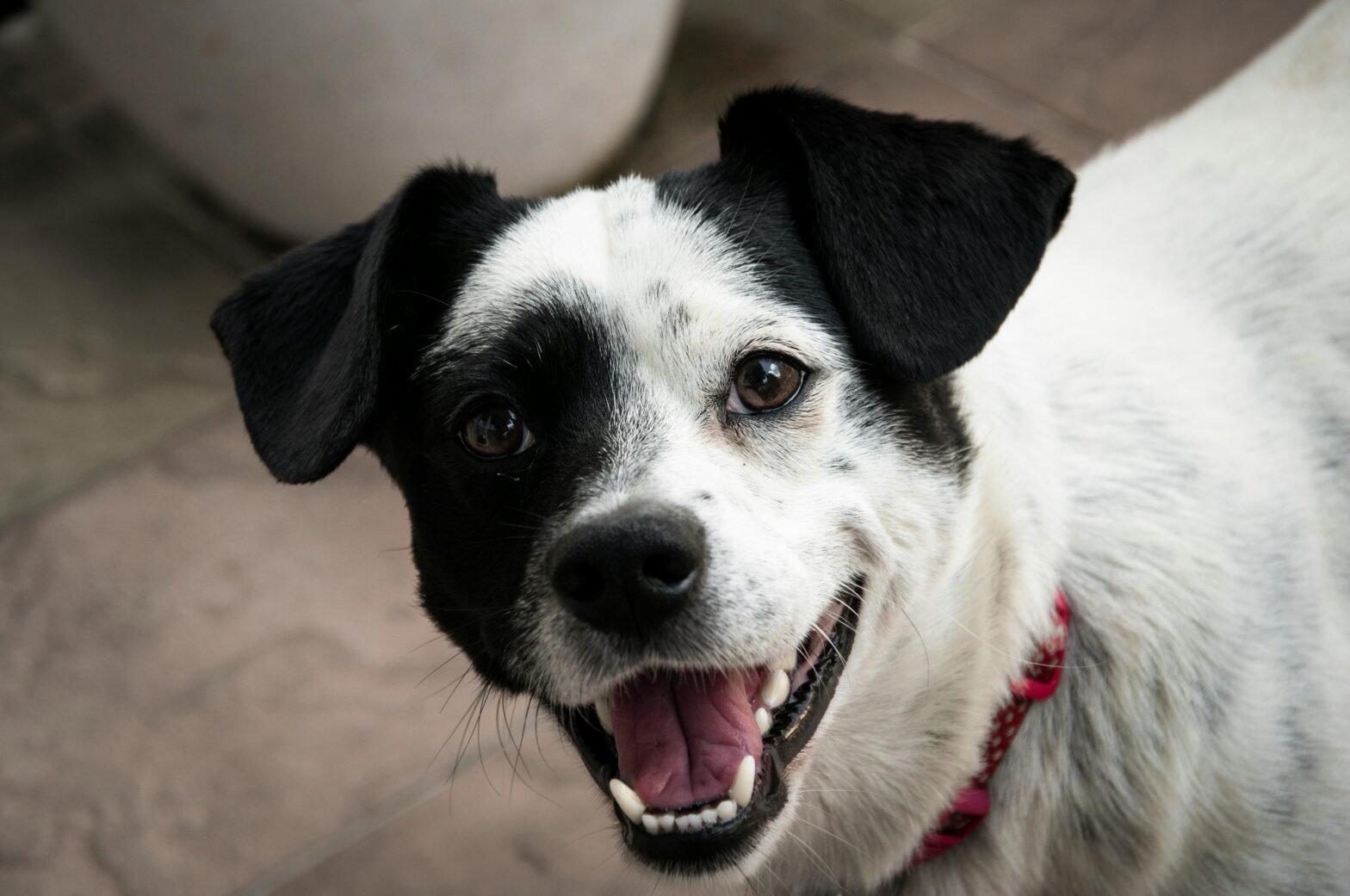 Canine Microchips: Why They’re Essential for Your Dog’s Safety