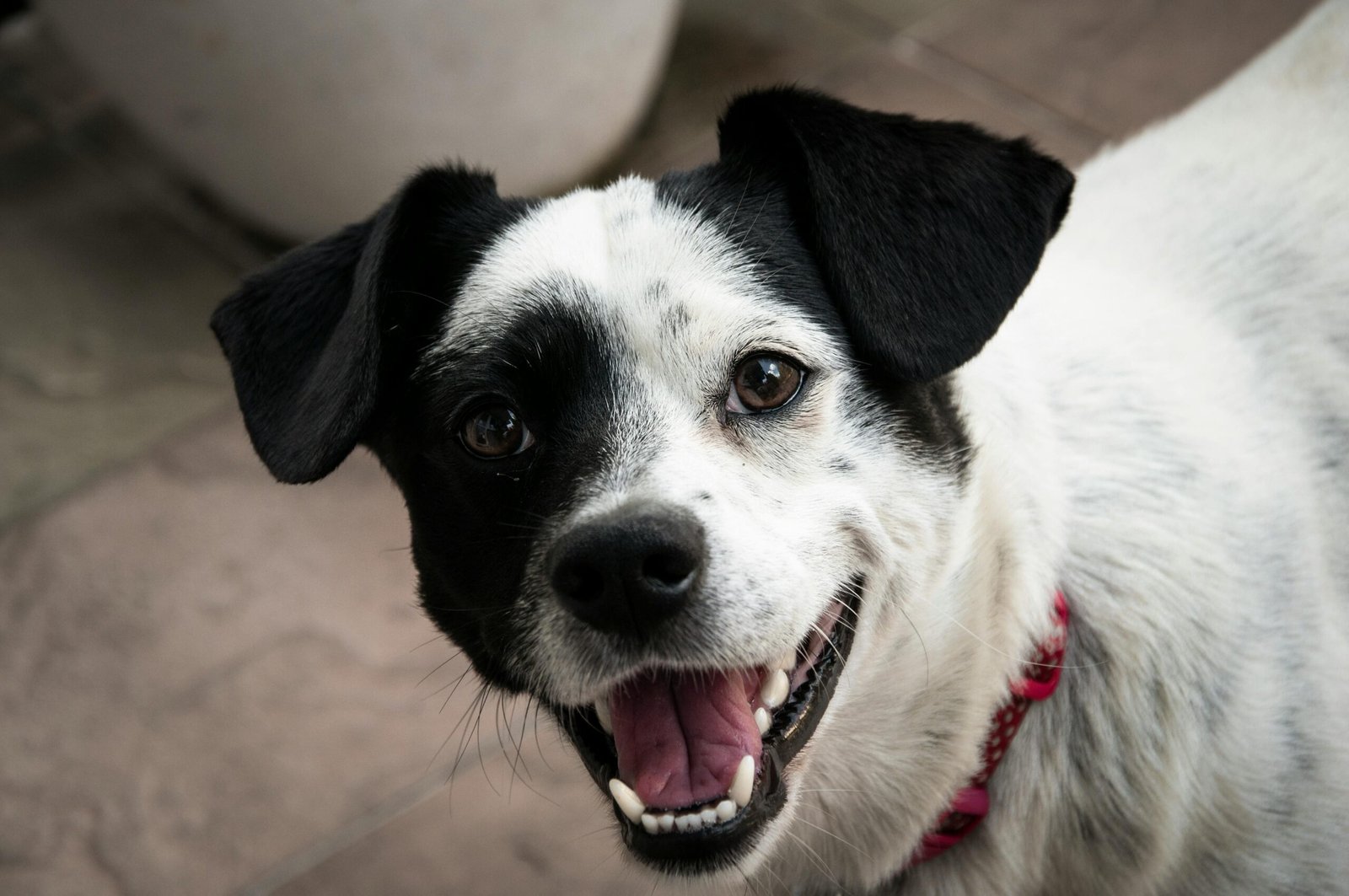 Canine Microchips: Why They’re Essential for Your Dog’s Safety