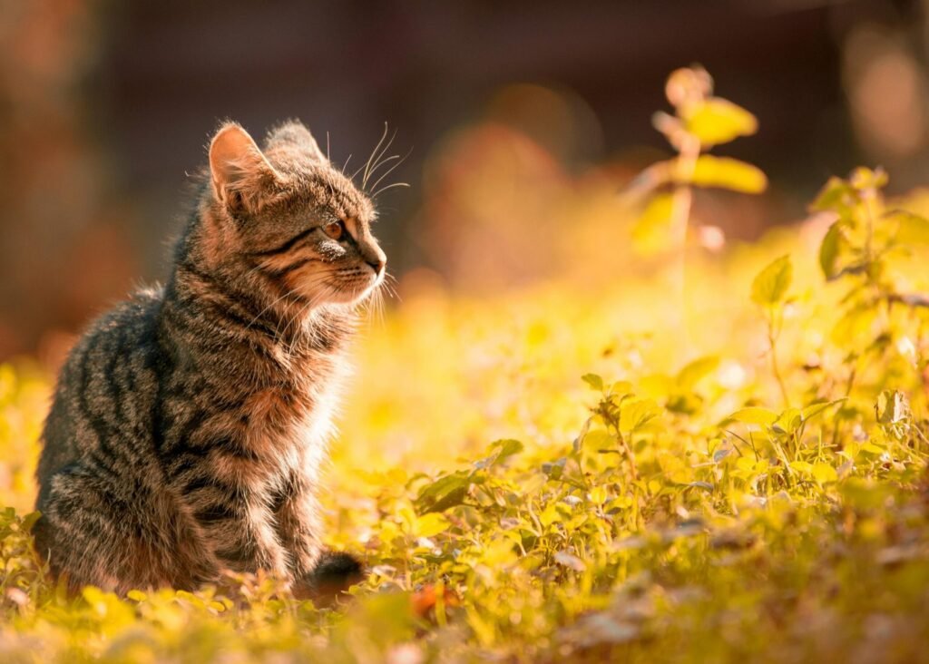 What You Need to Know About Cat Scratch Disease