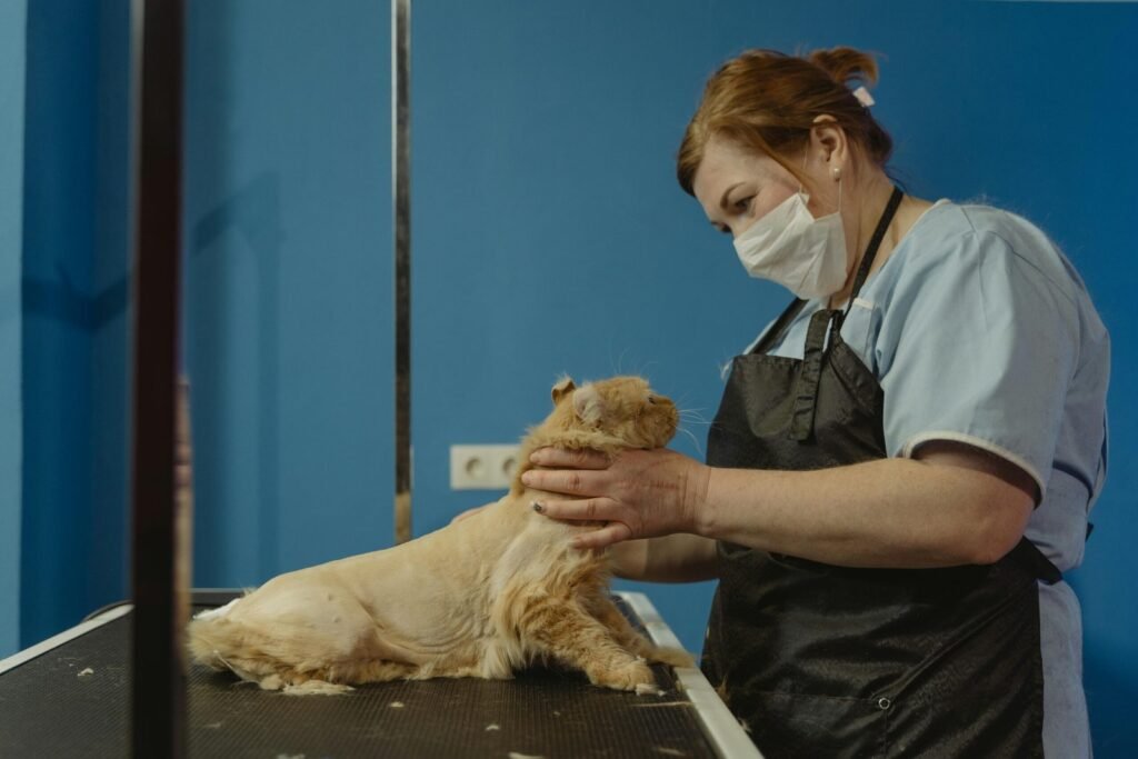 Cat Flu Explained: Symptoms, Causes, and How to Protect Your Feline