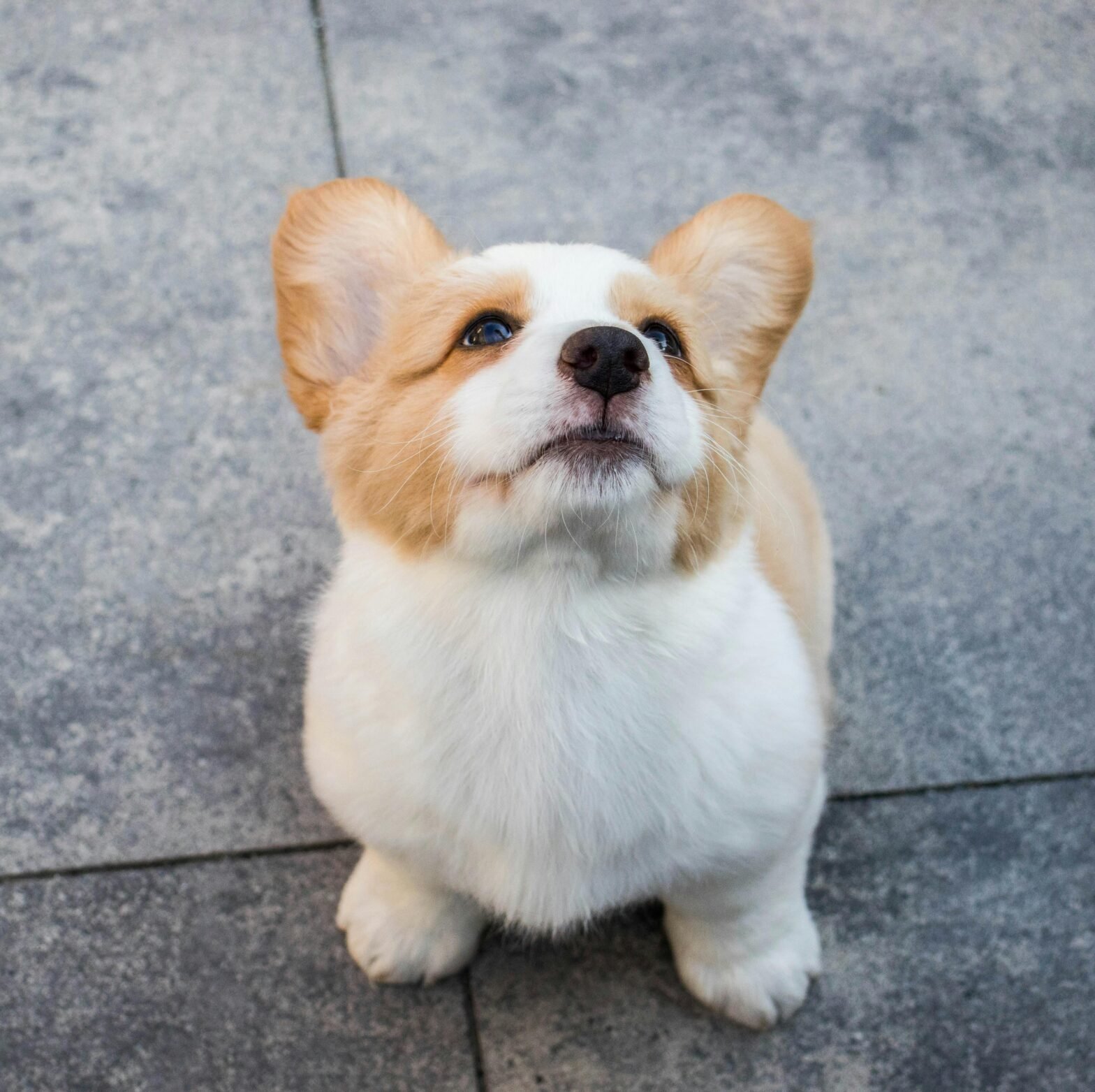 Puppy Vaccinations: A Guide to Essential Shots for Your New Best Friend
