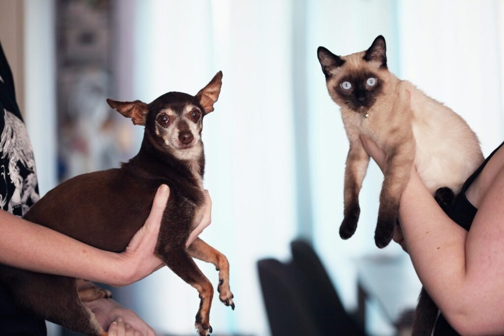 What to Do During Asthma Attacks in Pets: A Guide for Pet Owners