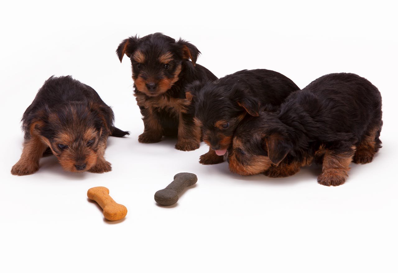 Healthy Dog Food: How to Pick the Perfect Diet for Your Best Friend