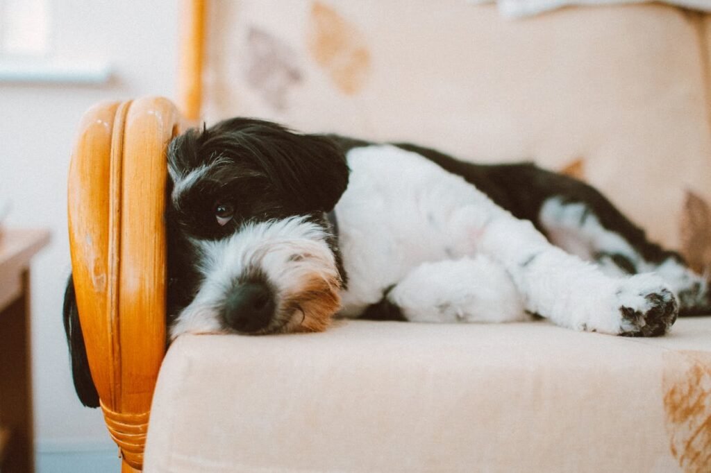 Flea Treatment for Dogs: Simple Ways to Keep Your Pup Itch-Free