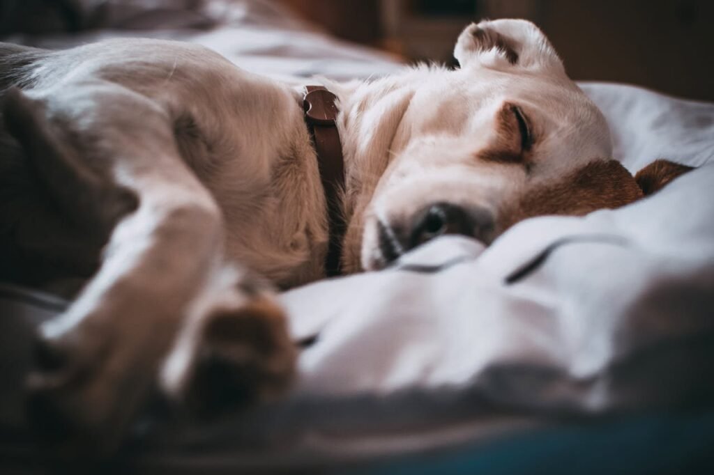 Pet Euthanasia: How to Make the Hardest Decision with Love and Care