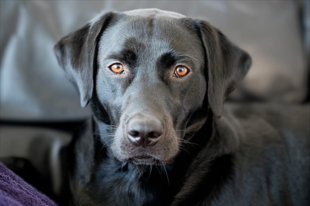 Canine Distemper in Dogs: How to Spot It and Protect Your Furry Friend