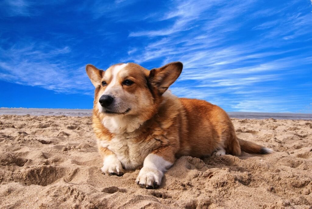 Don’t Miss These Warning Signs of Leptospirosis in Dogs