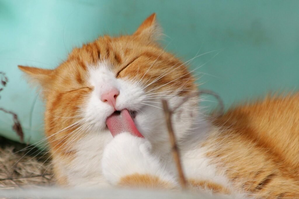 Cat Gum Health: Easy Tips for Keeping Your Kitty’s Mouth Healthy