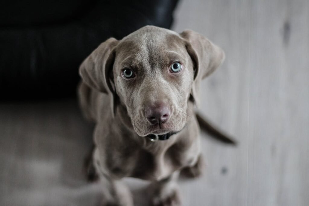 What Every Dog Owner Needs to Know About Canine Parvovirus Symptoms