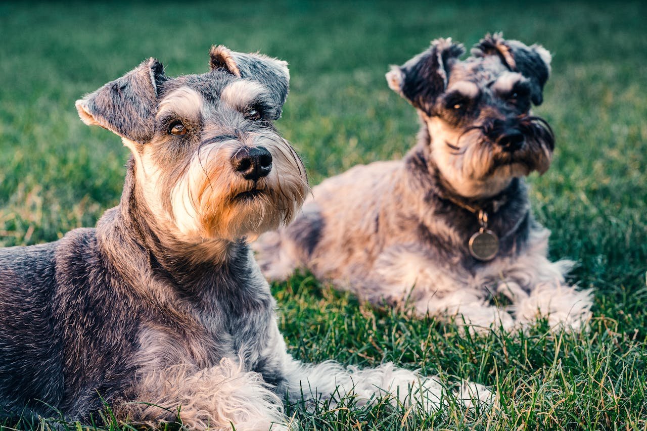 Spayed Dogs: What You Need to Know About the Benefits and Care