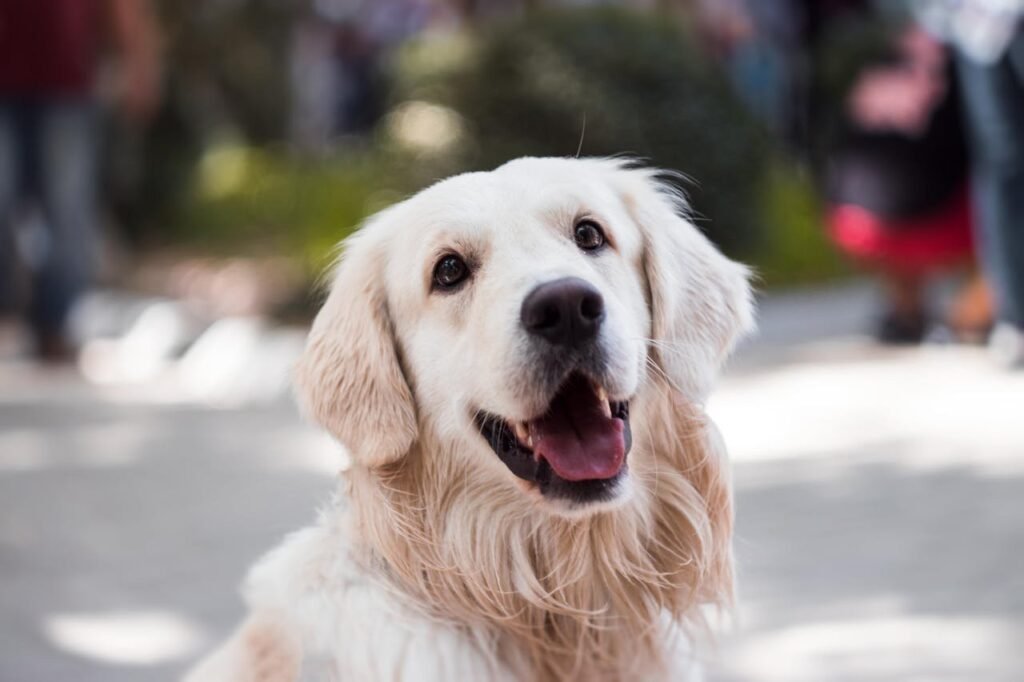 How to Spot and Manage Seasonal Allergies in Your Pet