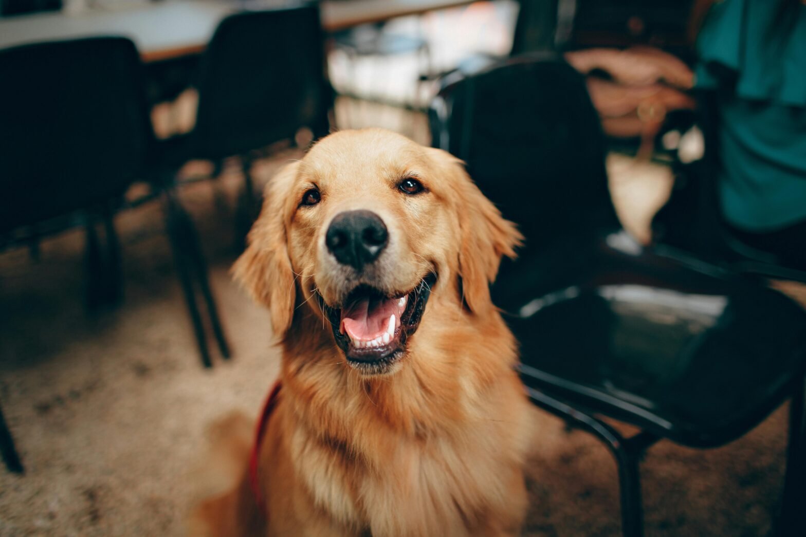 Heartworm in Dogs: What It Is and How to Keep Your Pup Safe and Happy