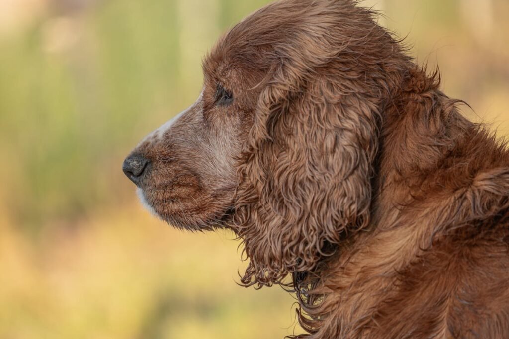 Heatstroke in Pets: How to Recognize It and What to Do