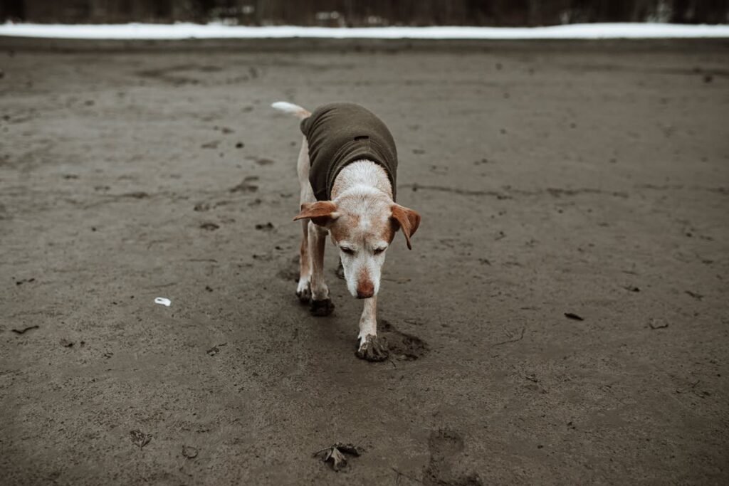 Do Pets Get Dementia? Understanding Cognitive Decline in Senior Pets