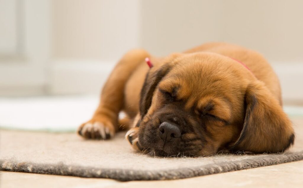 Parvovirus in Puppies: How to Spot It and Why Fast Treatment Is Crucial