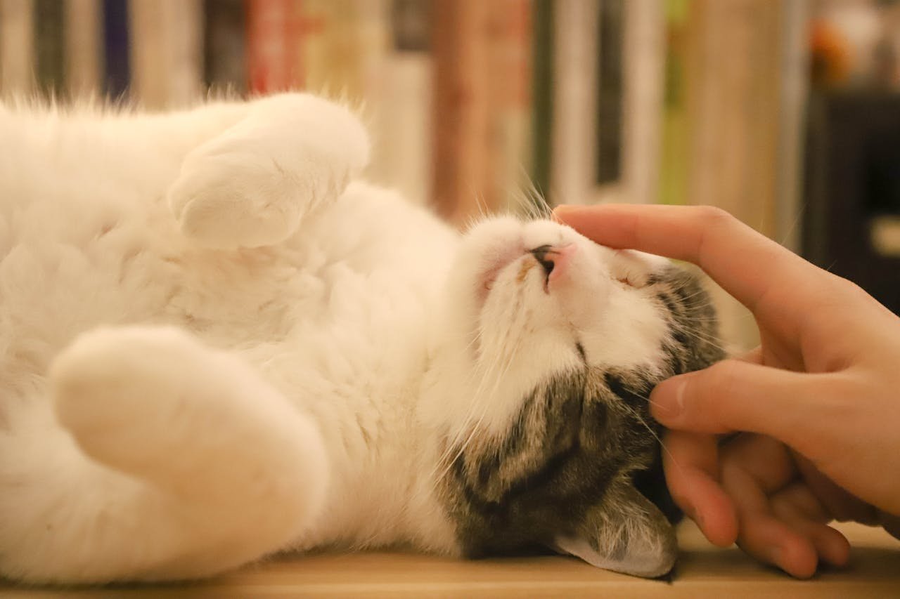 Bacterial Infections in Pets: Symptoms, Treatment, and Prevention
