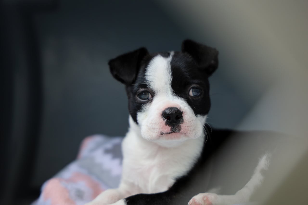 What Is Cushing's Disease in Dogs and How Is It Treated?