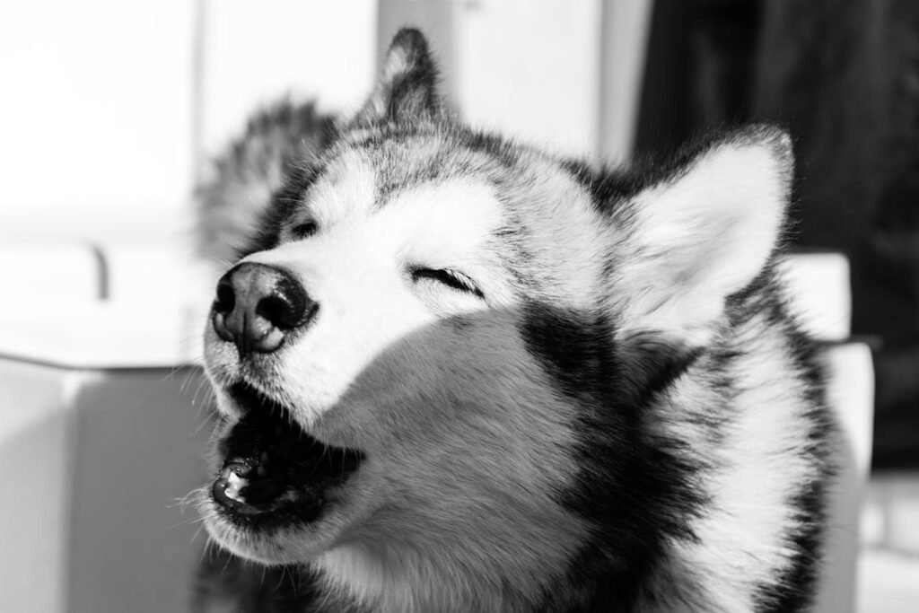 Behavioral Consultations: Helping Your Pet Live a Happier Life