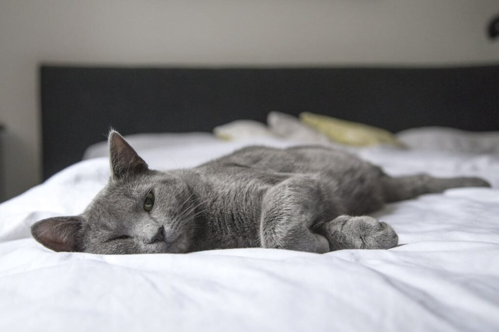 The Silent Threat of Cancer in Cats: Early Detection and Treatment