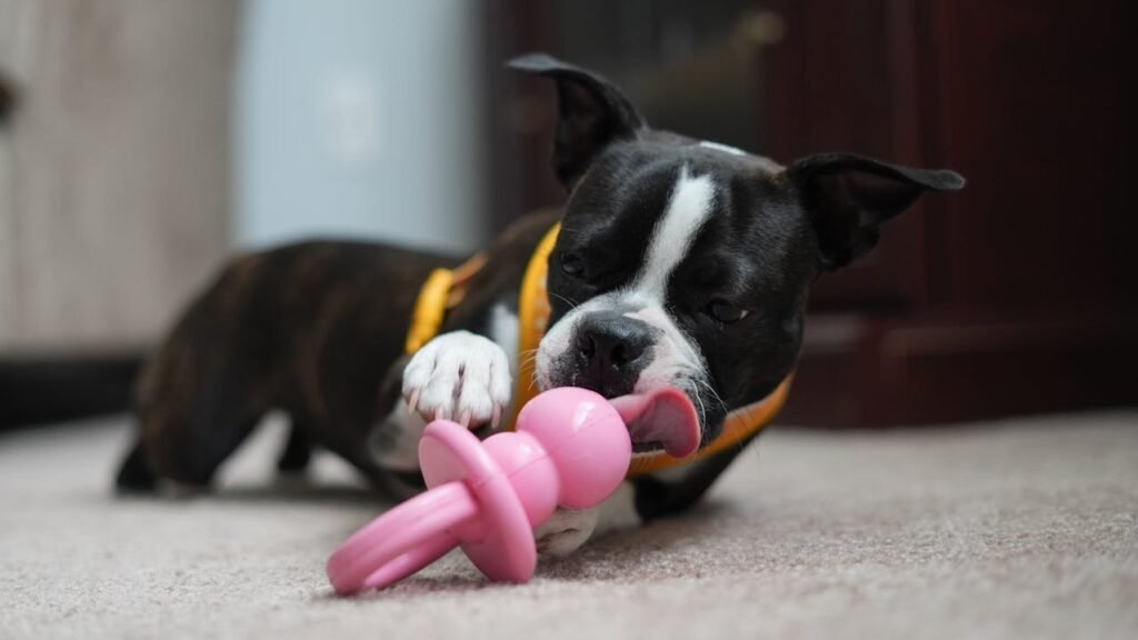 Pet Allergy Testing: How We Can Help Your Pet Feel Better