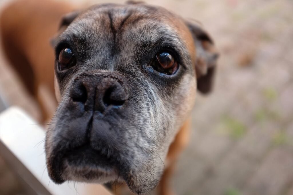 signs of arthritis in older pets