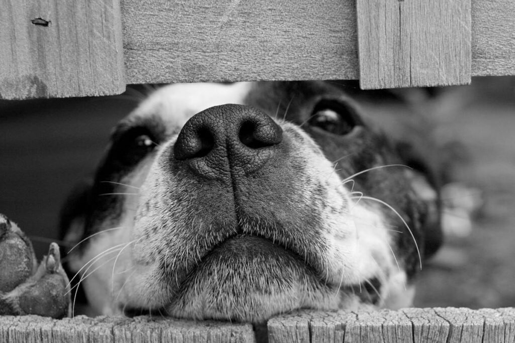 Common Pet Respiratory Infections and How to Protect Your Pet