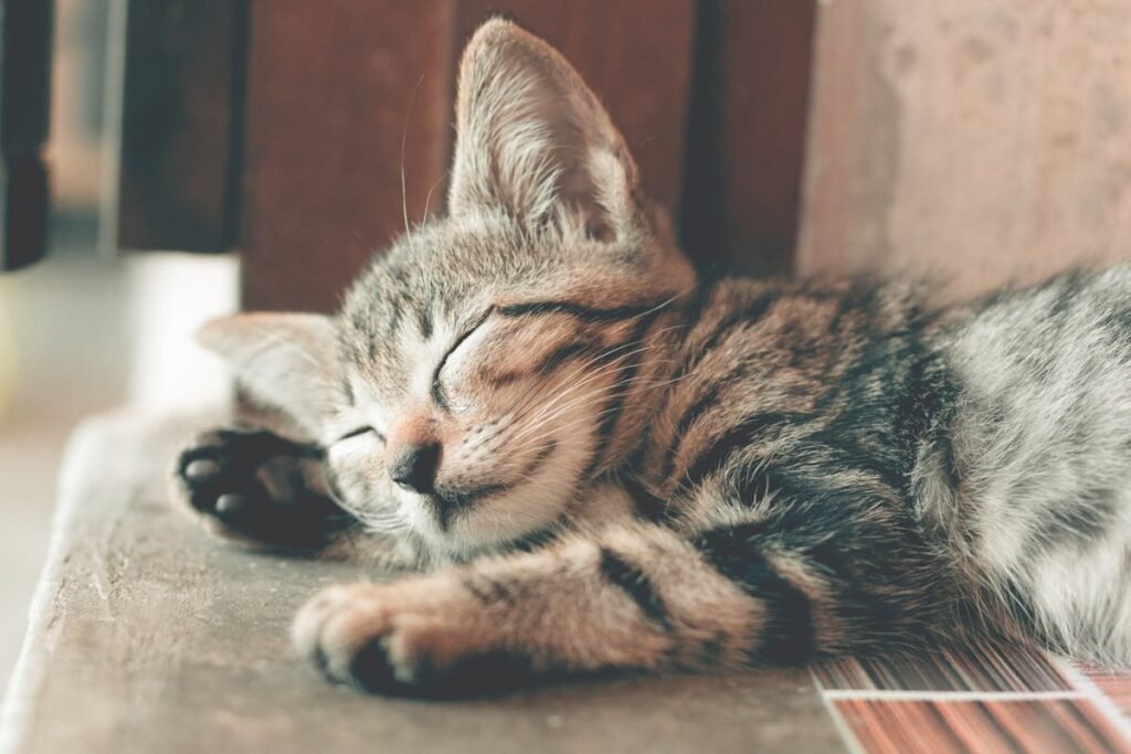 How to Spot and Treat Ringworm in Cats