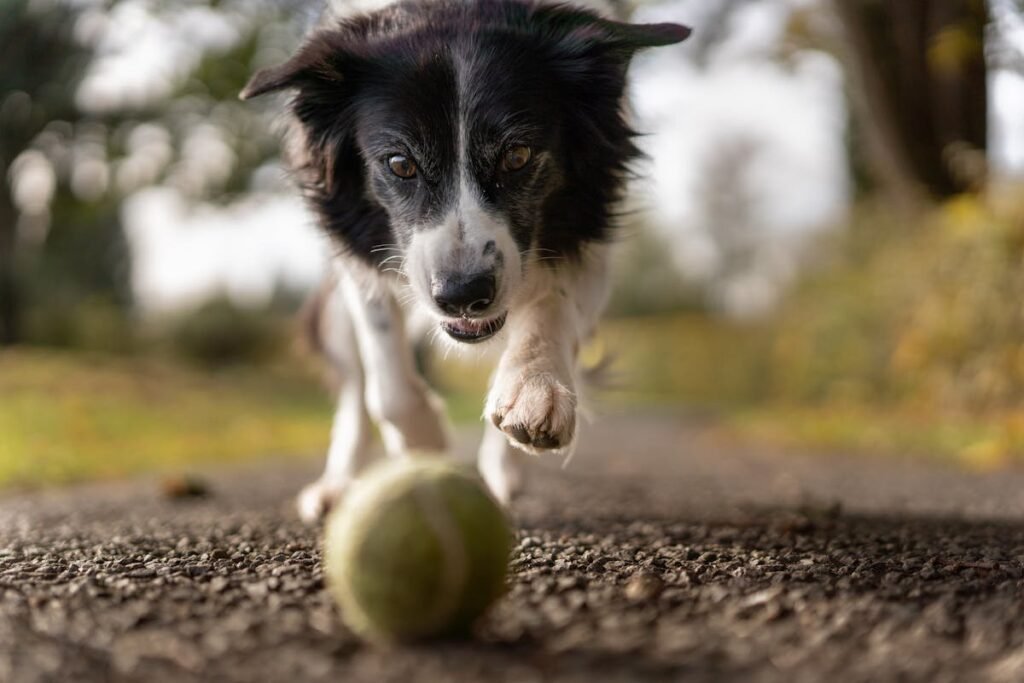 How to Recognize and Treat Pet Arthritis