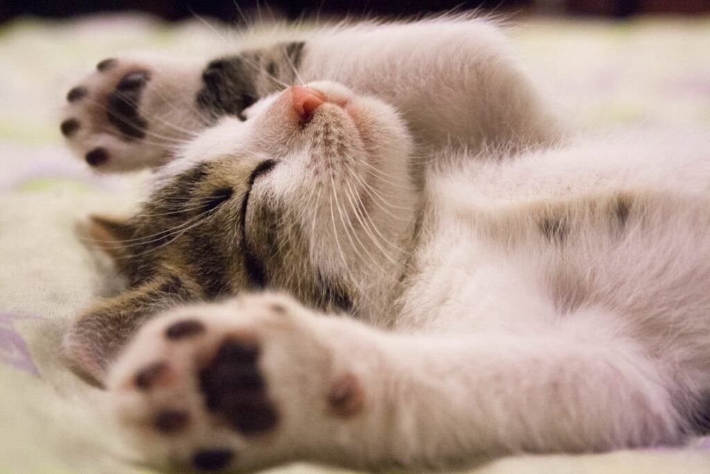 Signs of Digestive Disorders in Pets and How to Address Them