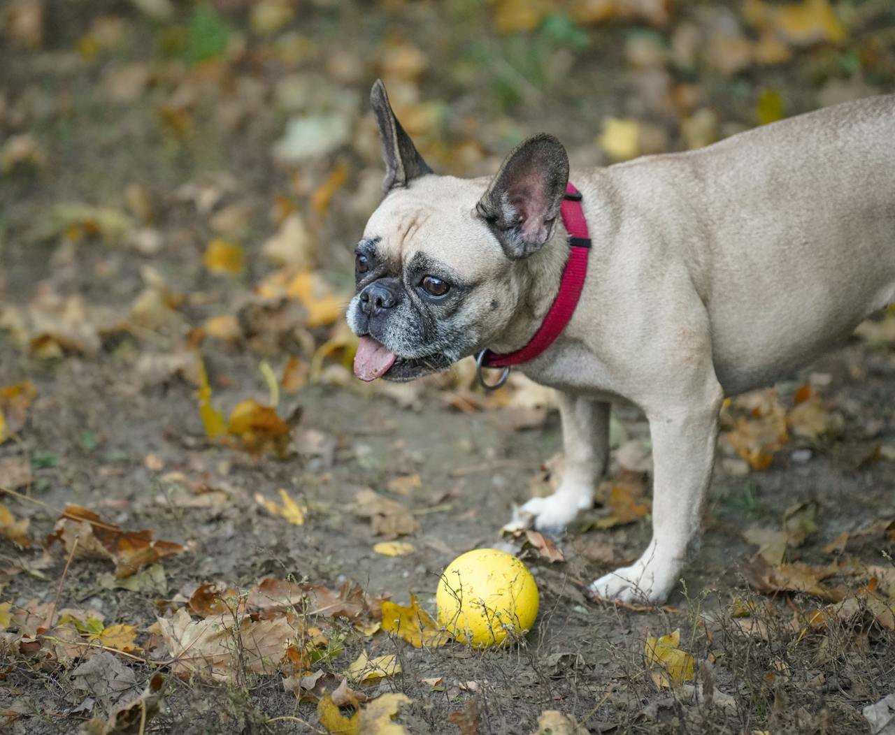 Do French Bulldogs Really Struggle in Hot Weather?