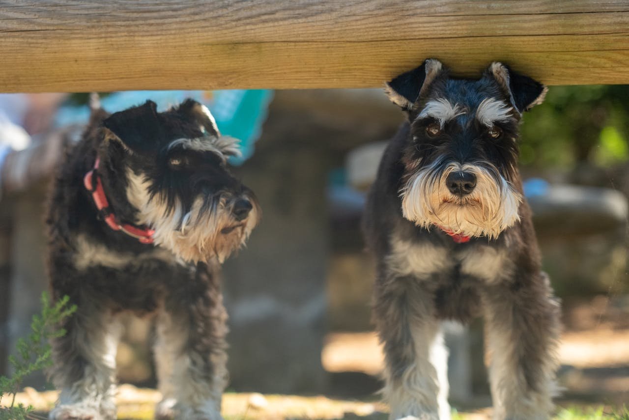Why Miniature Schnauzers Are Prone to Pancreatitis