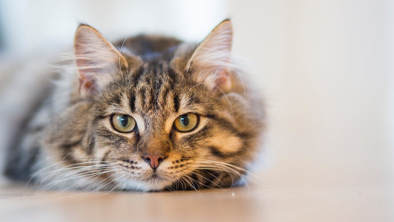 Are Cat Hairballs Normal? When You Should Worry