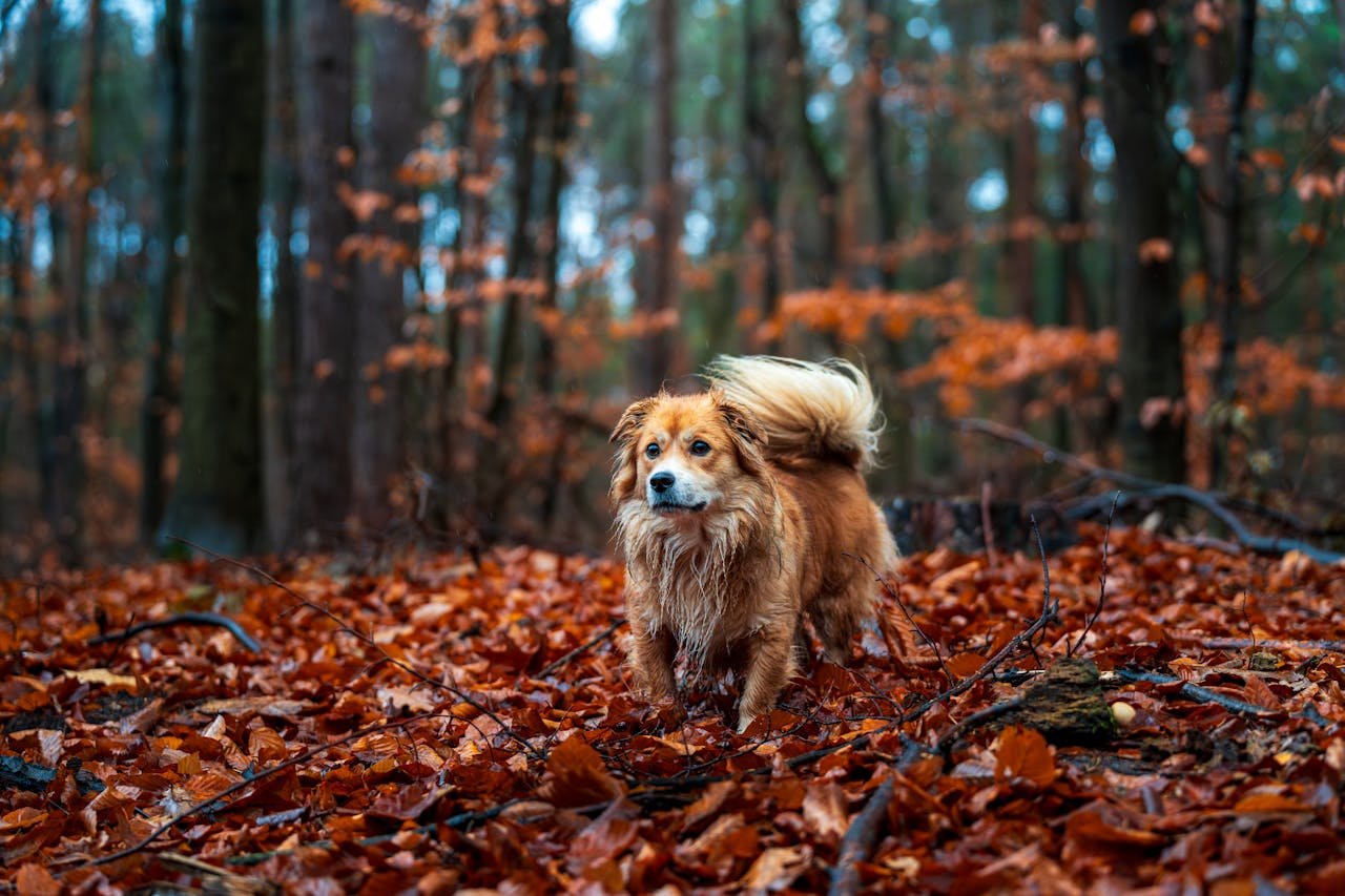 How Forest Walks Can Put Your Dog at Risk for Giardia