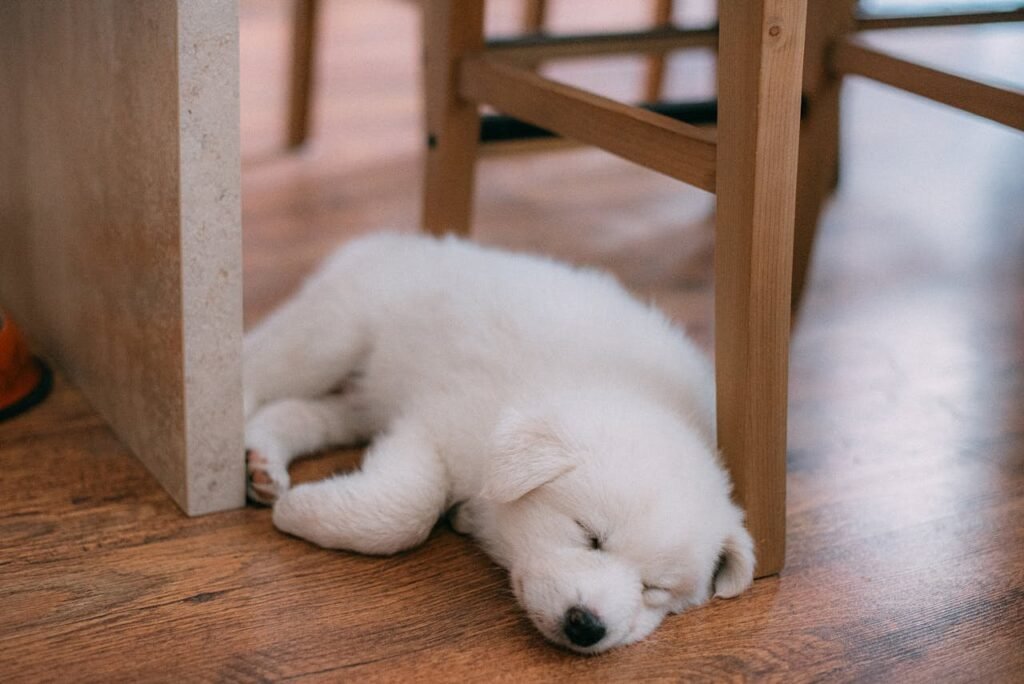 Addison’s Disease in Dogs: The Great Pretender of Pet Illnesses