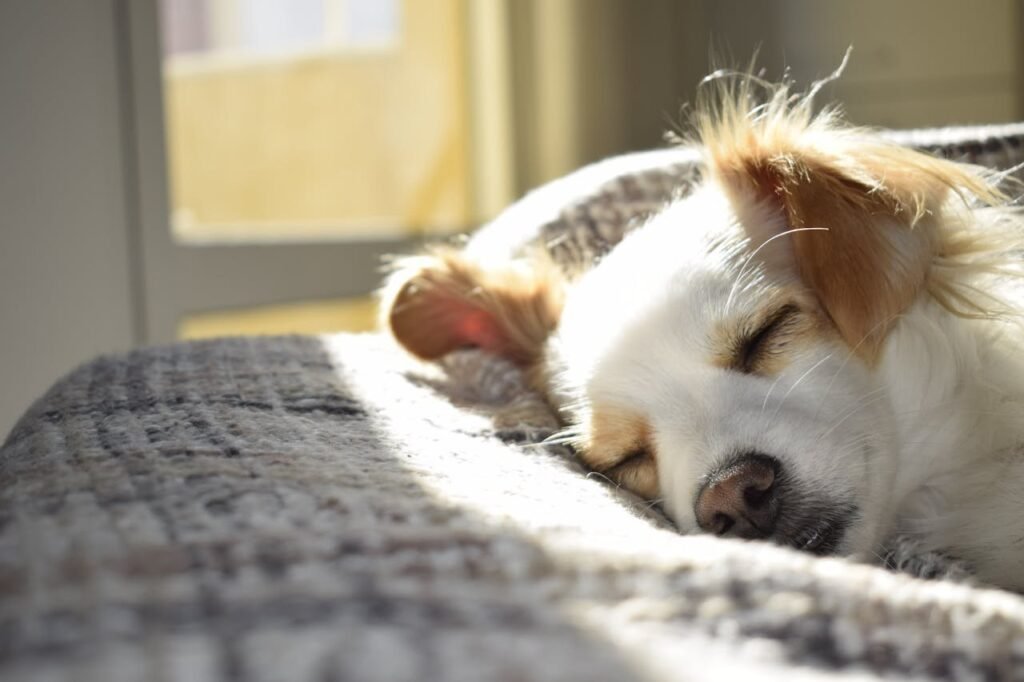 Signs of Cognitive Decline in Older Dogs and Cats (And What Can Help)