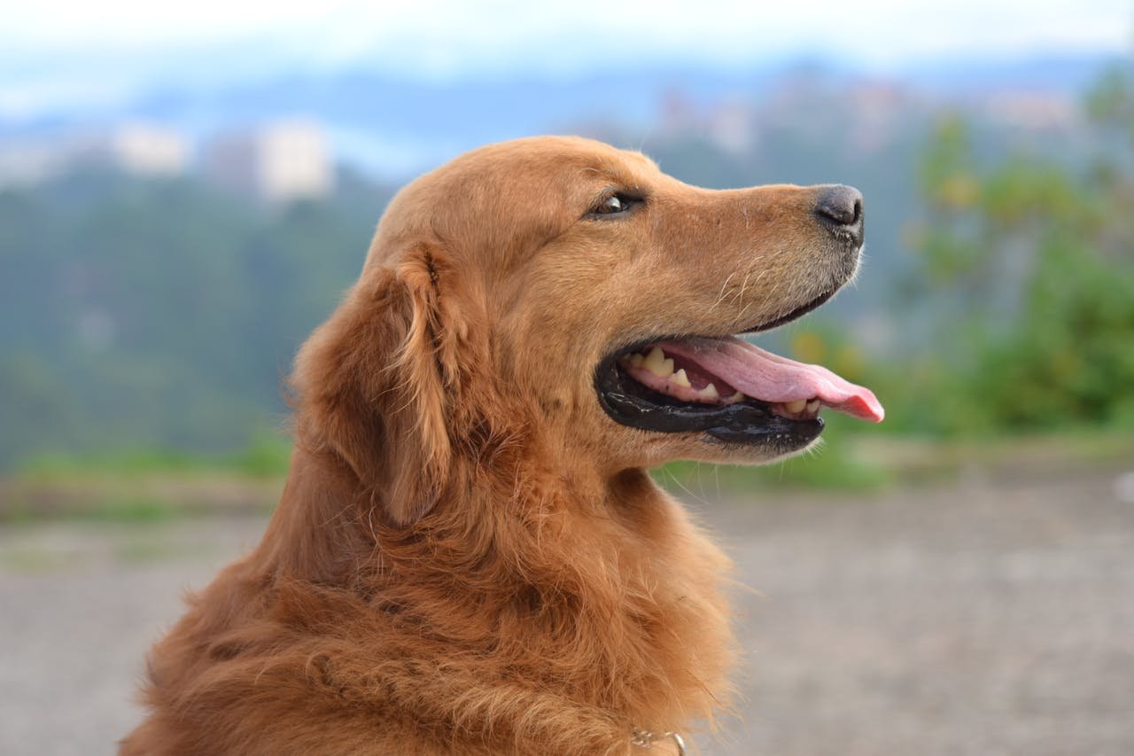 Why Pancreatitis Is on the Rise in Dogs (and the Link to Human Foods)