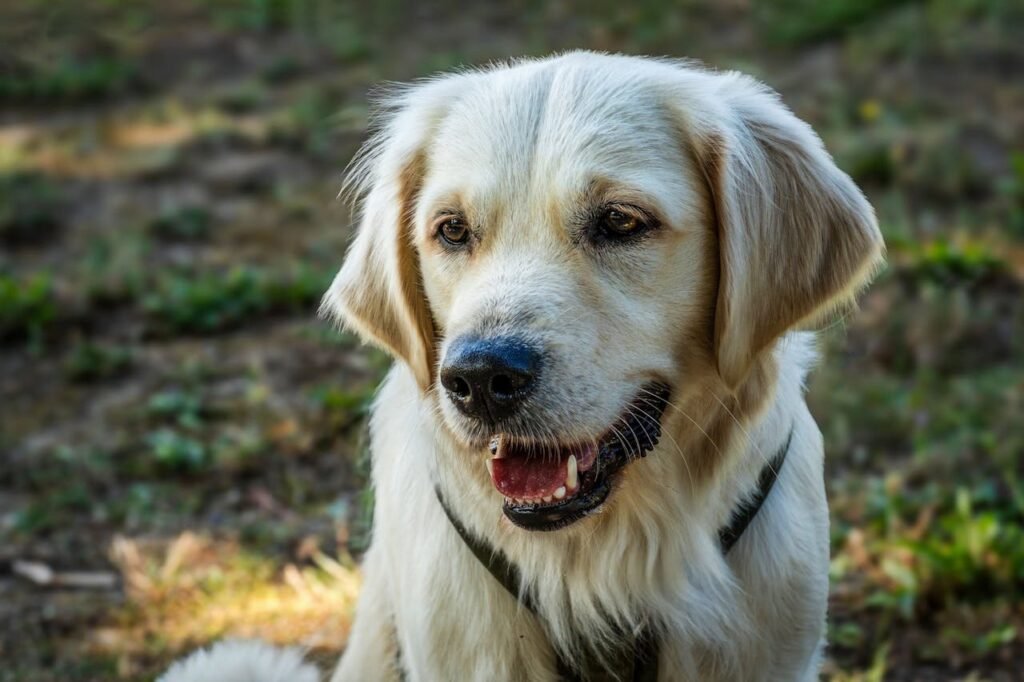 The Silent Impact of Stress on Pets (And How to Spot It at Home)