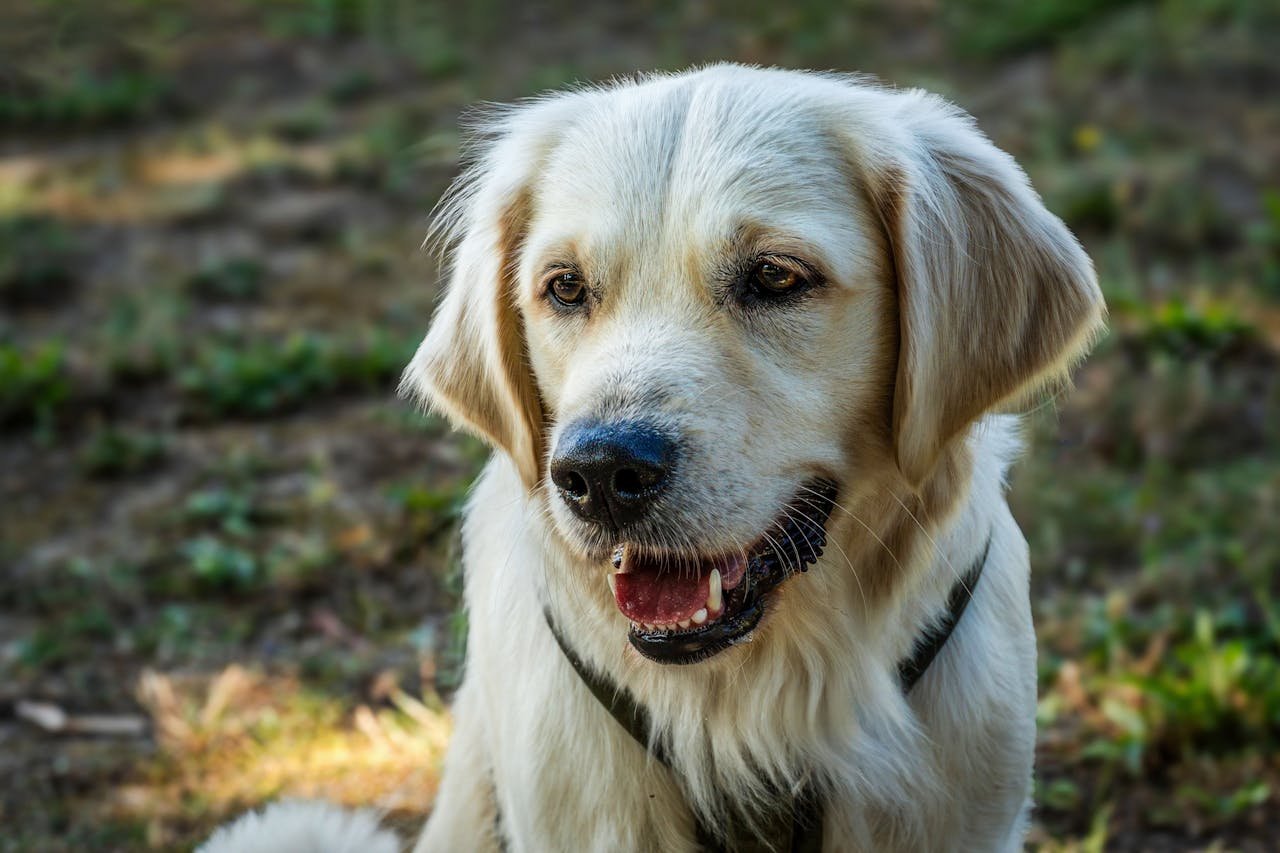 The Silent Impact of Stress on Pets (And How to Spot It at Home)