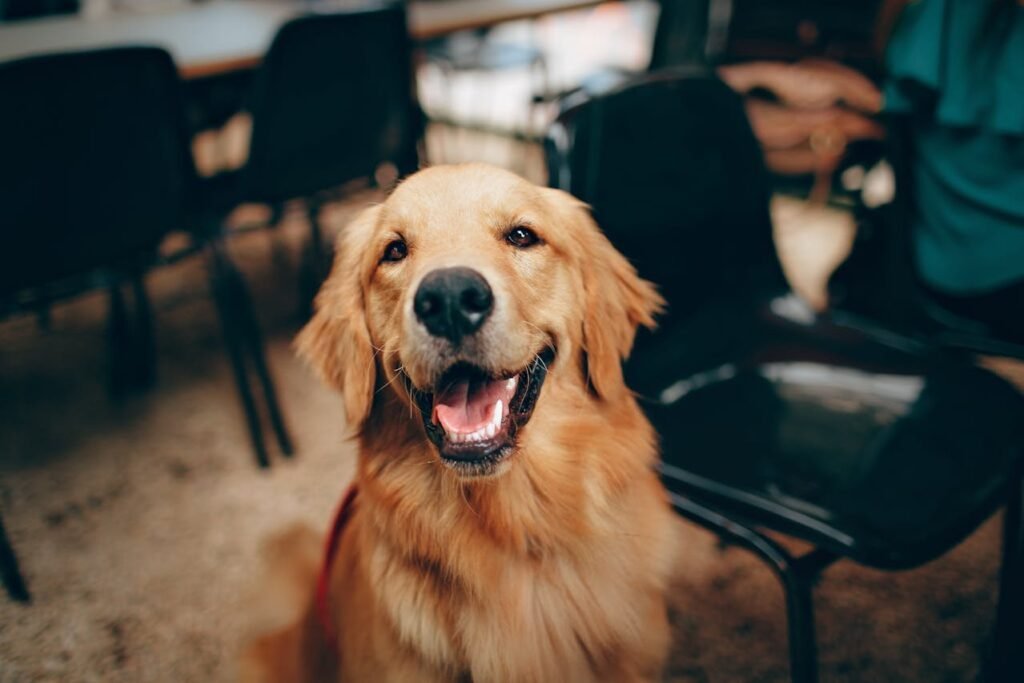 The Surprising Link Between Breed Size and Lifespan (What Owners Should Expect)