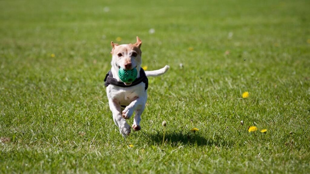 Do Breed Stereotypes Hold True? (Aggressive Breeds vs. Nurturing Environments)