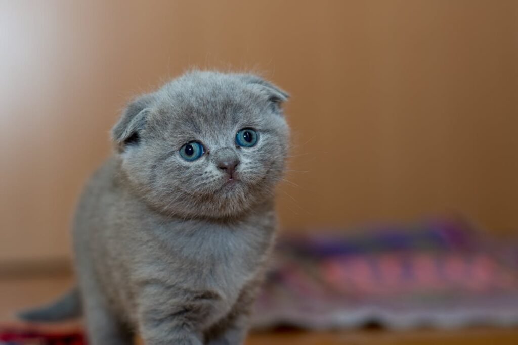 Cat Breeds That Are Prone to Genetic Conditions – What Owners Should Watch For