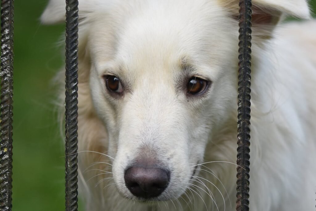 Skin Conditions in Dogs: Hot Spots, Dermatitis, and Treatment Options