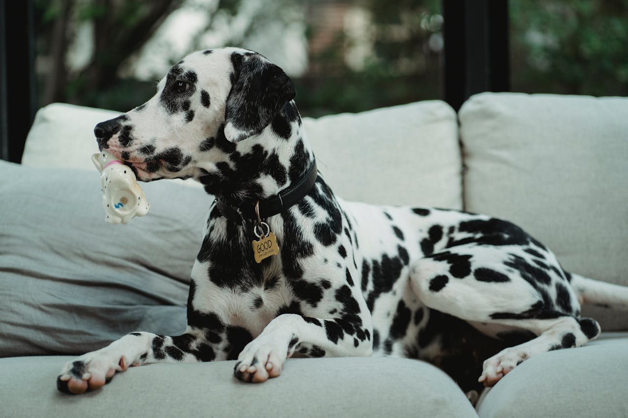 The hidden dangers of skipping your dog’s dental cleanings