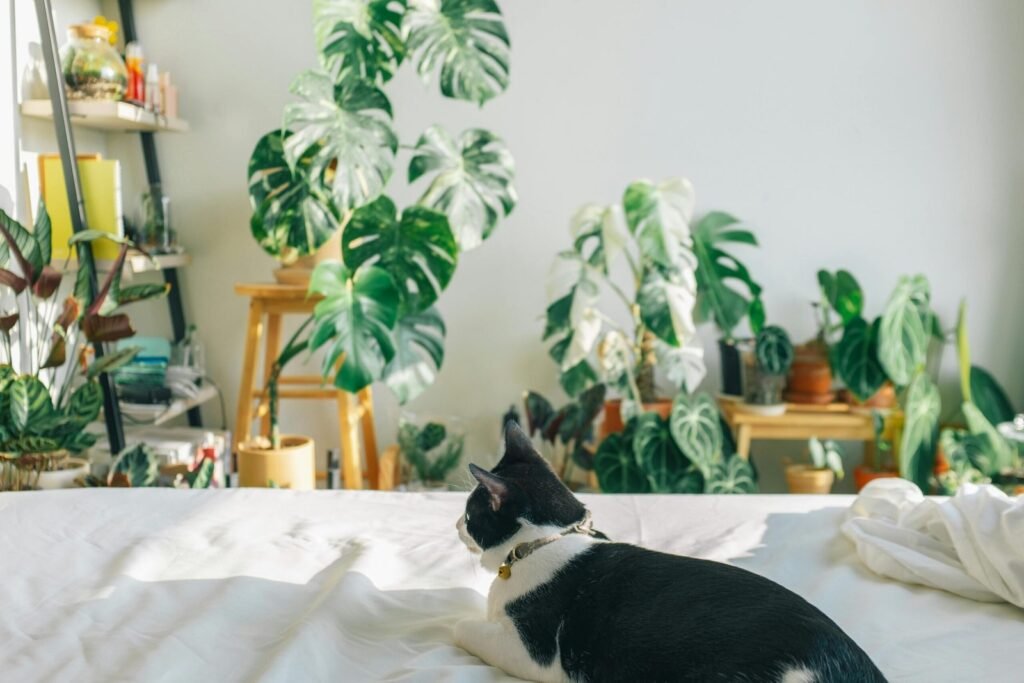 How stress affects your cat’s immune system and behavior