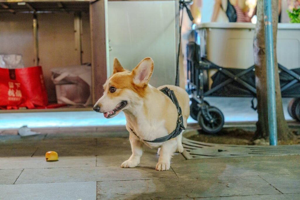 How to Identify and Manage Pet Poisoning Emergencies