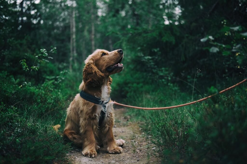 Vaccinations for Adult Dogs: What’s Necessary?