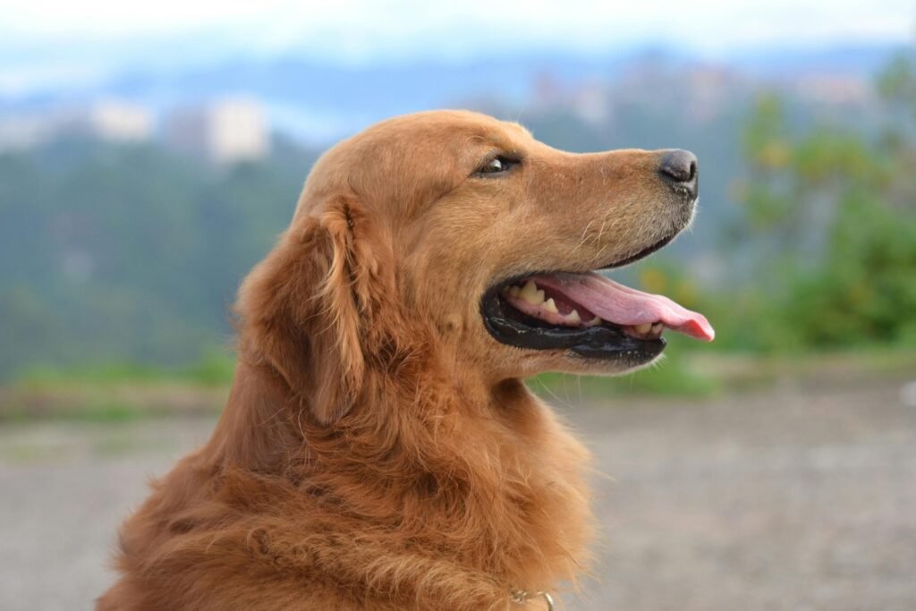 Pet Emergency Awareness in North Vancouver, BC